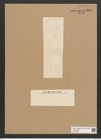 Diatomeae indet. Zeichnungen Sammlung Grunow Nr. 6070 (NHMW-BOT-W0374585)